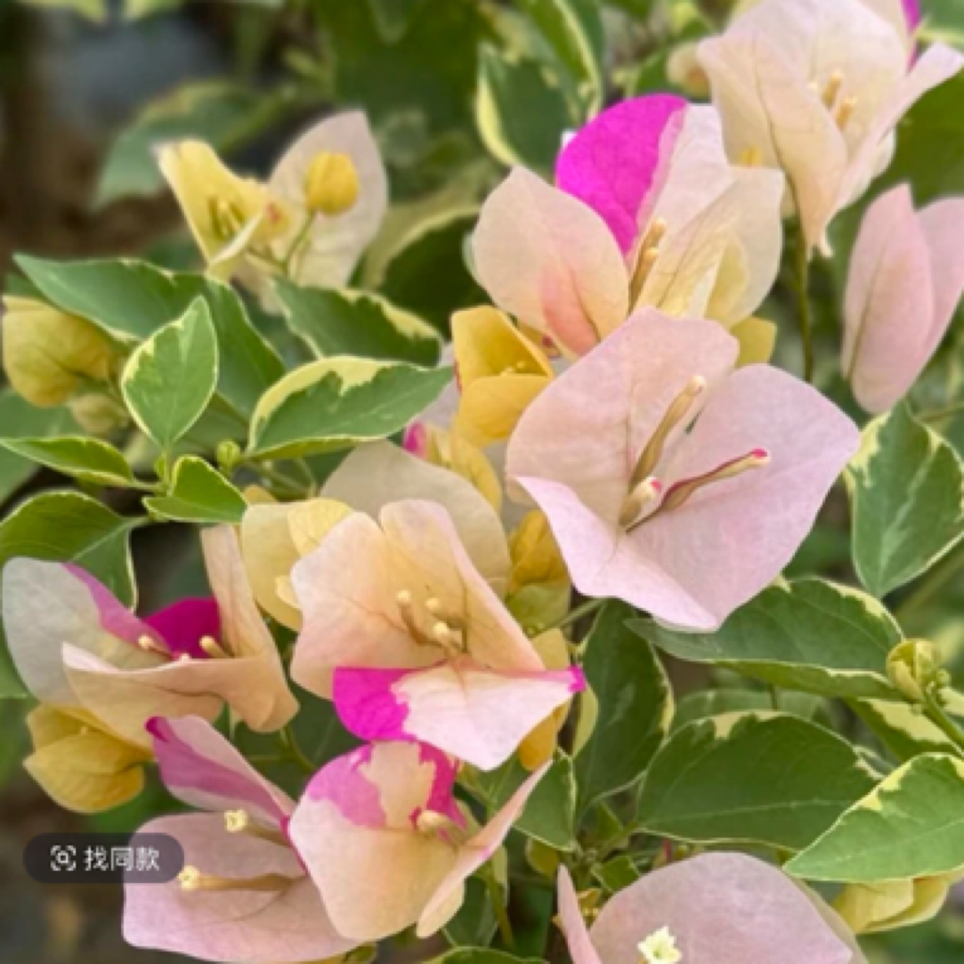 森朴【三色马斯•黄马斯】点缀多色原生扦插袋苗（包对版不包售后）