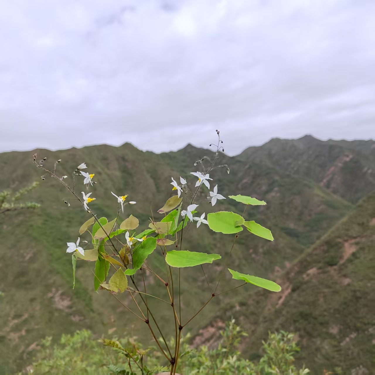 甘肃非种植野外采集小圆叶50g