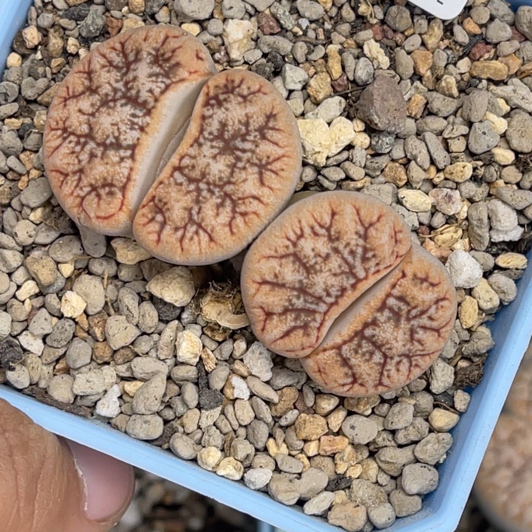 2599双头向日葵1母本
