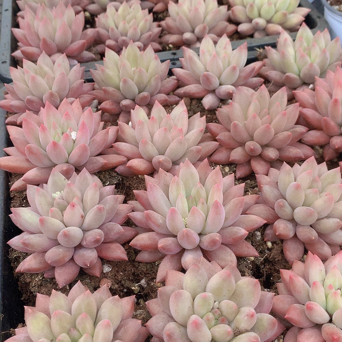 粉体水晶球2355678889889