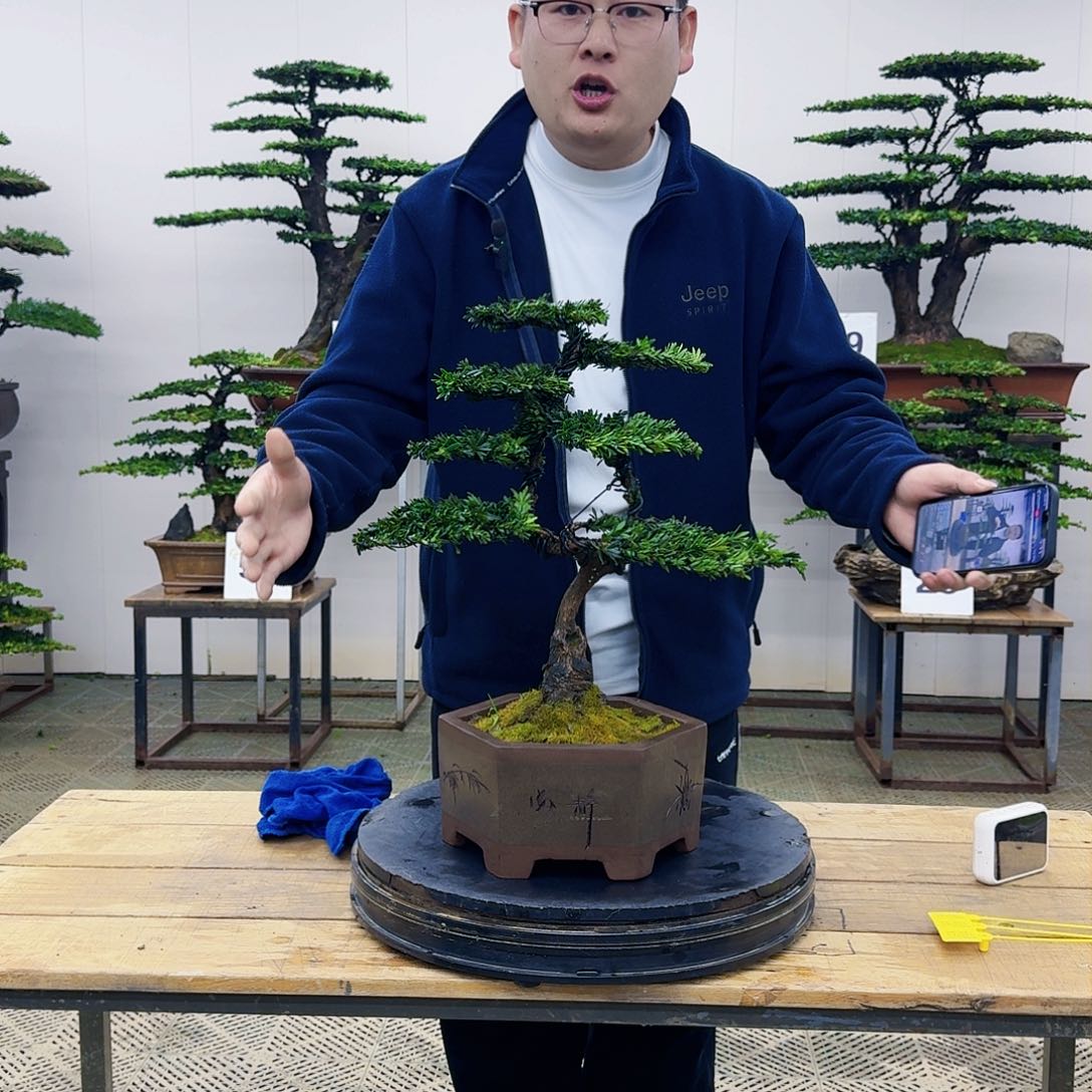 盆景米叶罗汉松盆景