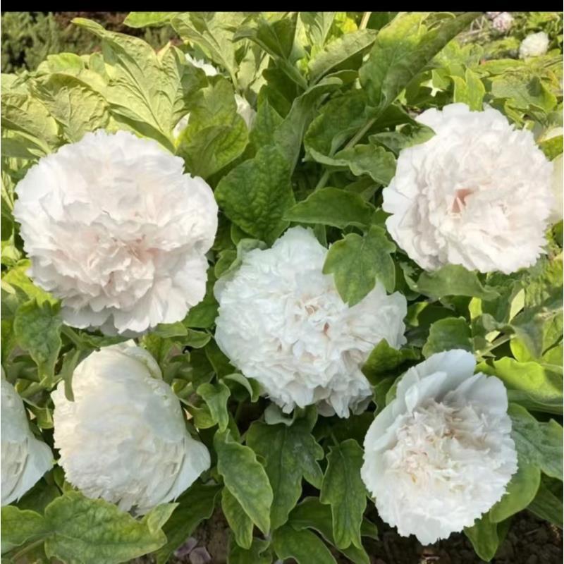 （白雪塔）白色系牡丹洛阳牡丹裸根苗 秋季庭院阳台种植可盆栽地栽