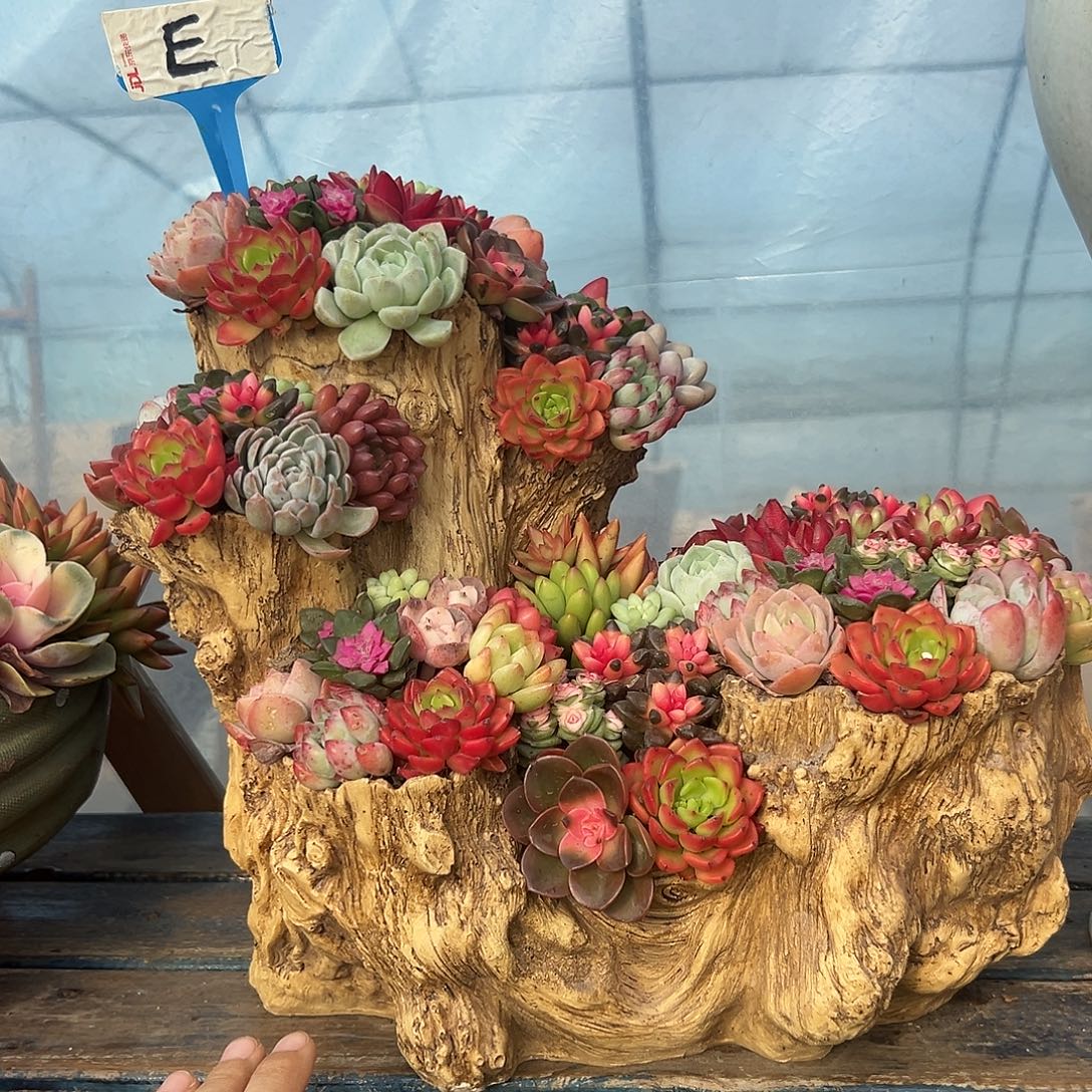 大号木桩多肉组合花园