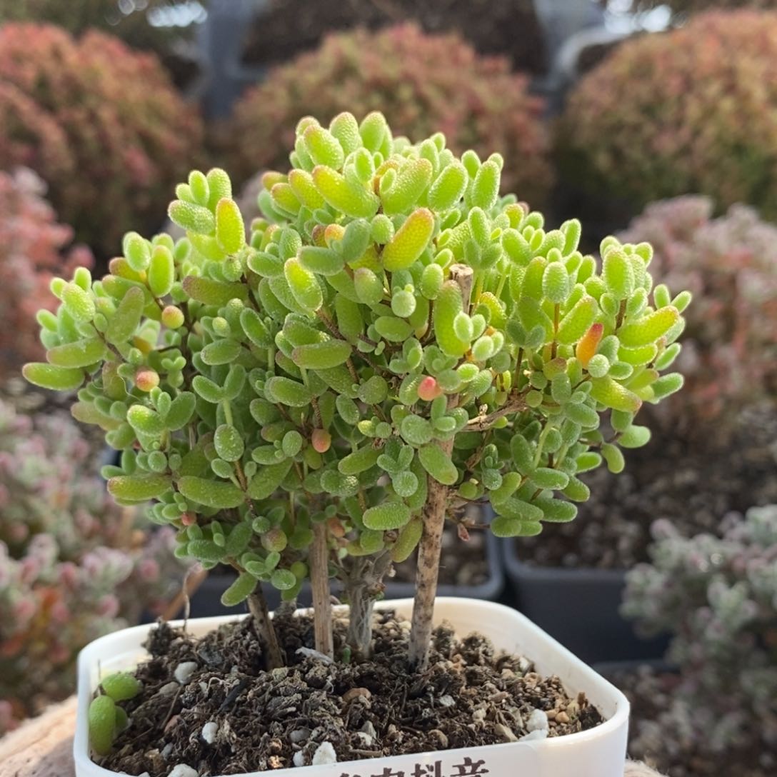 蜜橘糖球5563枝干番杏