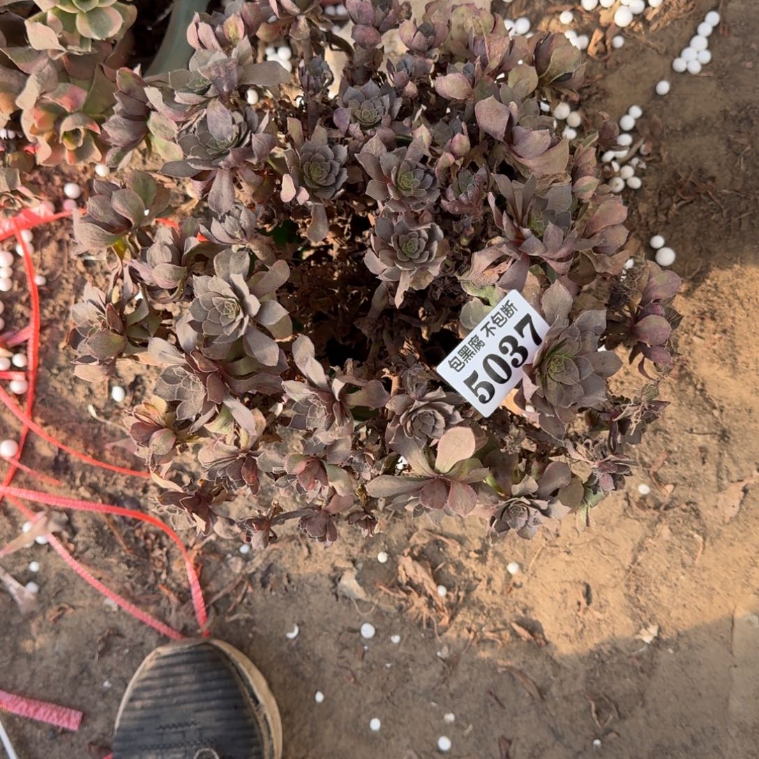 法师万七彩5037 18-4