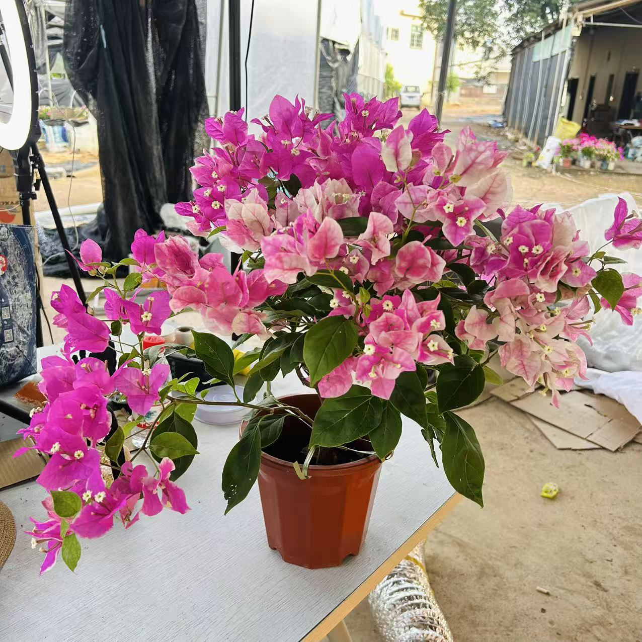 盆花［漳红樱］勤花品种三角梅四季勤花好养易活L