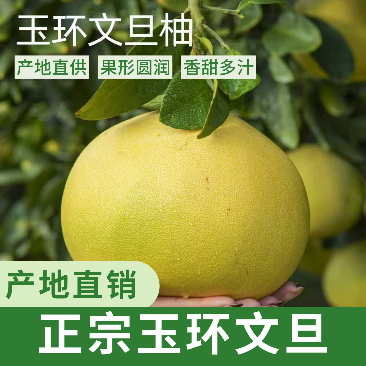脆甜【玉环文旦】香甜多汁新鲜爆汁柚子时令水果正宗浙江产地