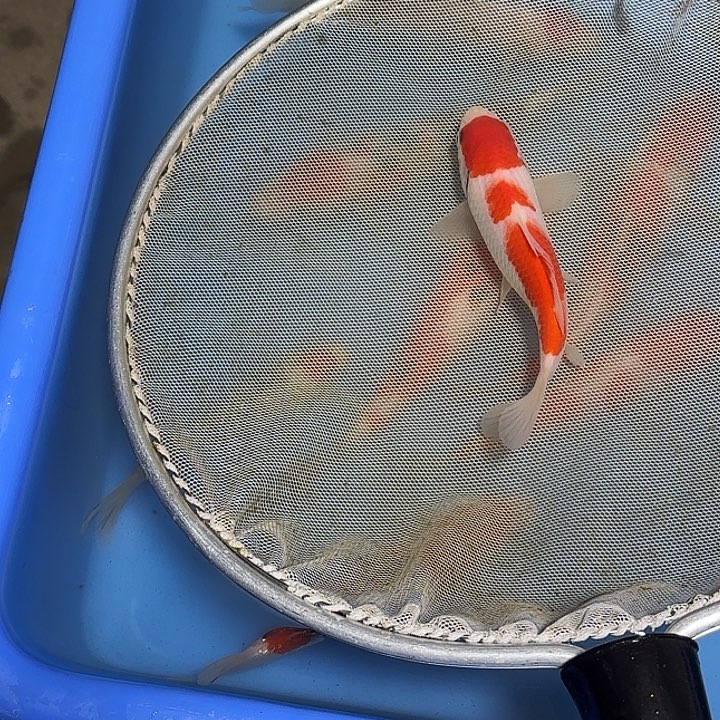 诚***信锦鲤武尚锦鲤2号订单