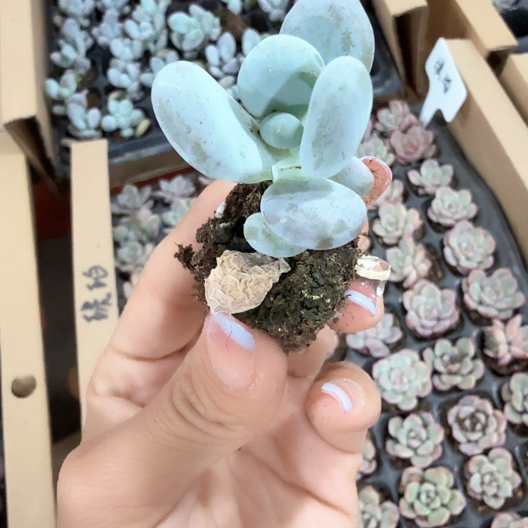 原始 奶酪3颗一组