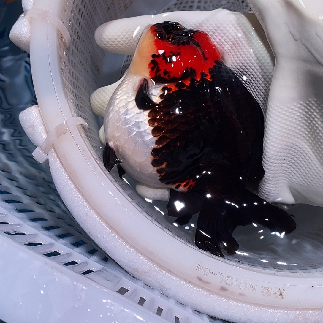 东***雨海水鱼1条玛丽玛丽玛丽