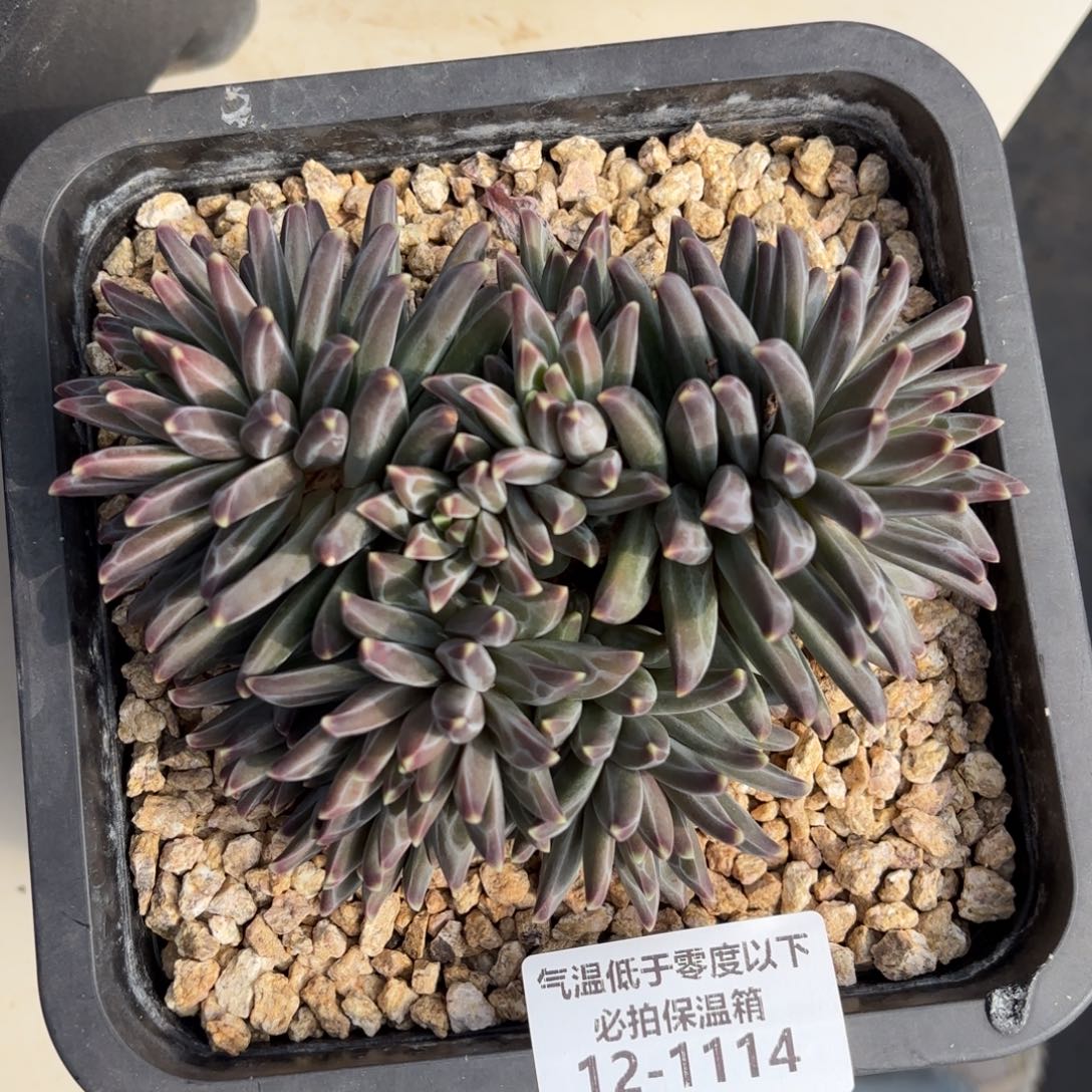 1114梵高美人多肉植物