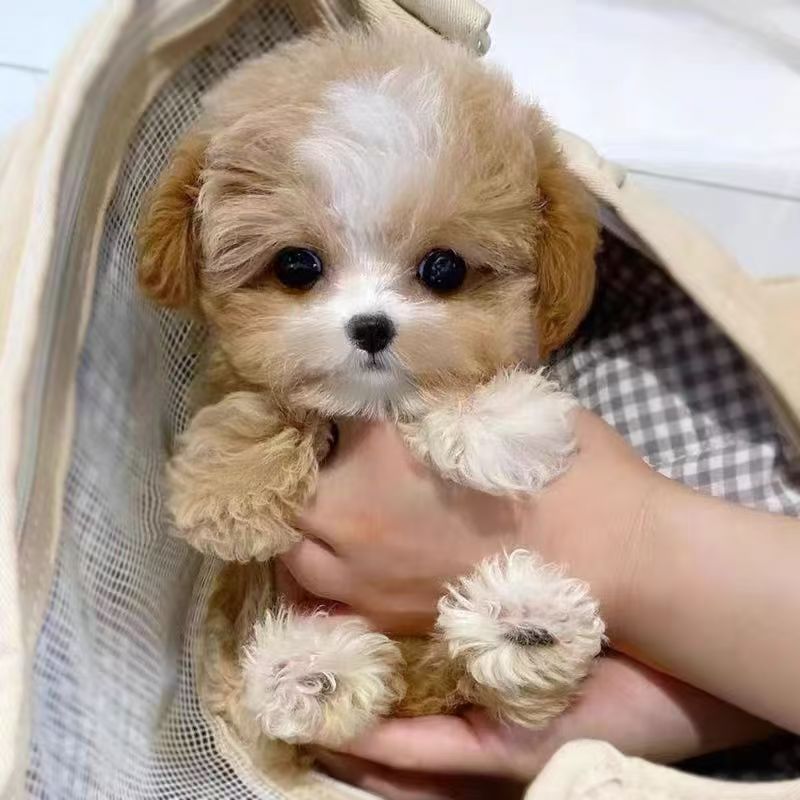 X马尔泰幼犬泰迪小体马尔泰迪狗小型犬长不大香槟泰迪宠物狗贵宾