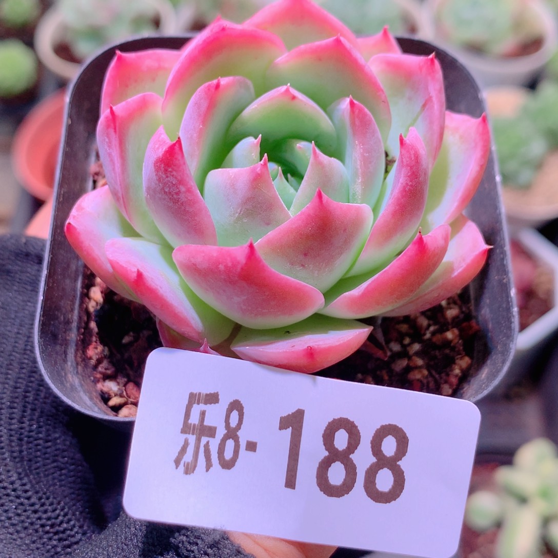 乐然8-188 孤星单头 