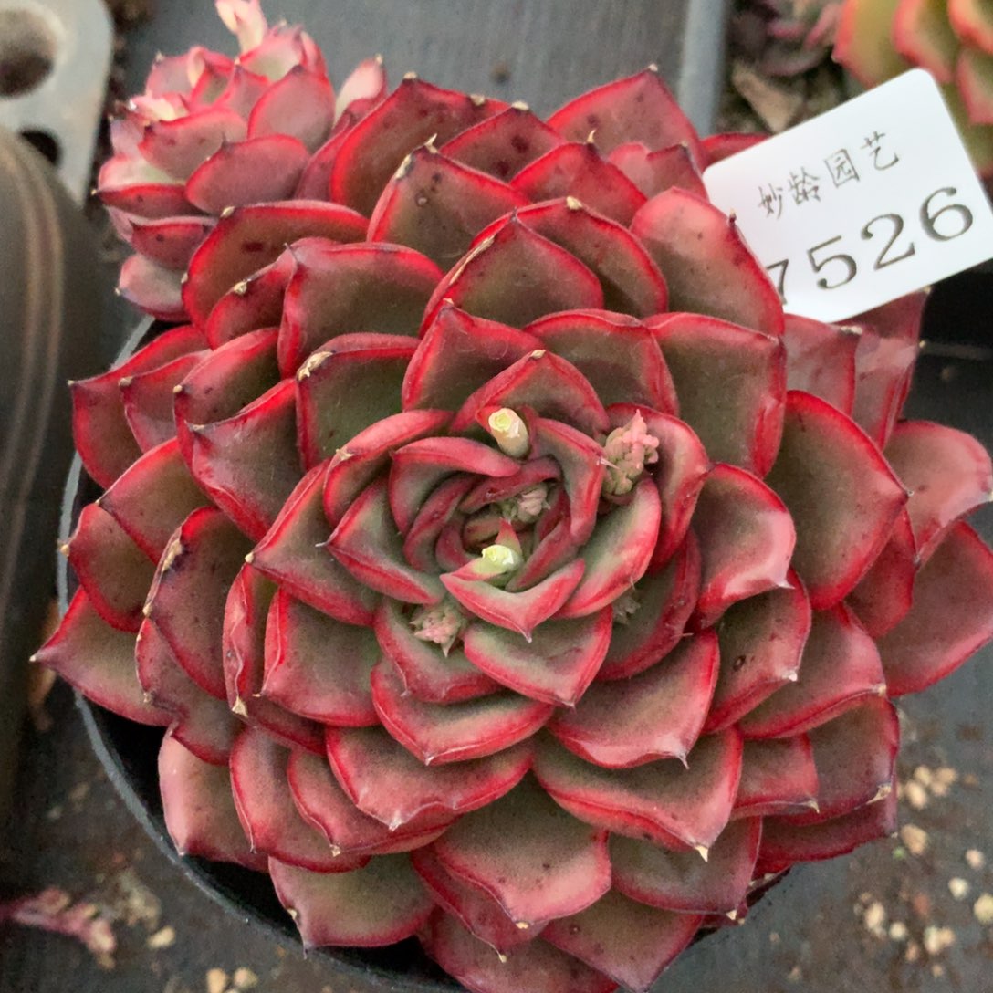 7526杂交多肉植物