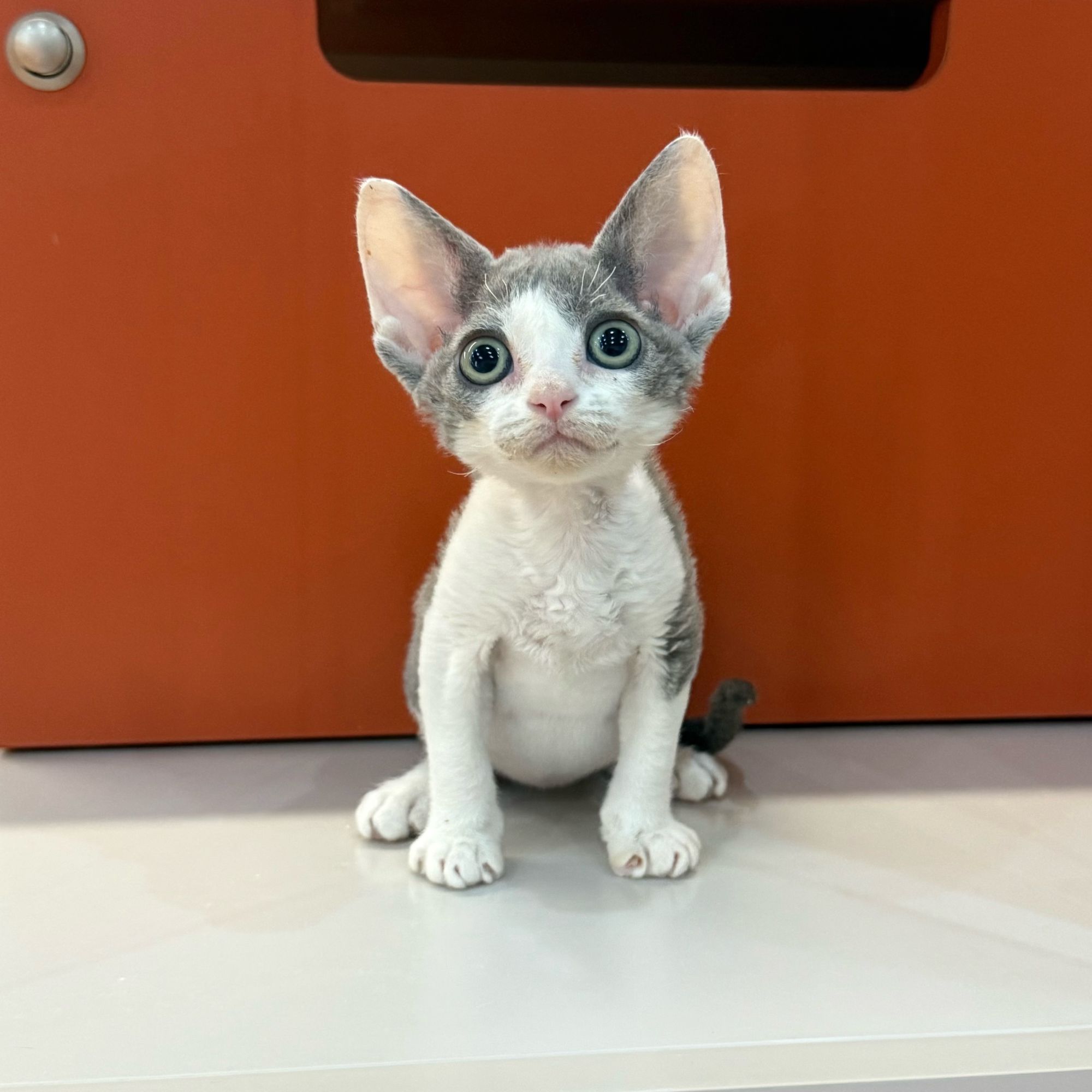 0615蓝白开脸妹妹-小葵