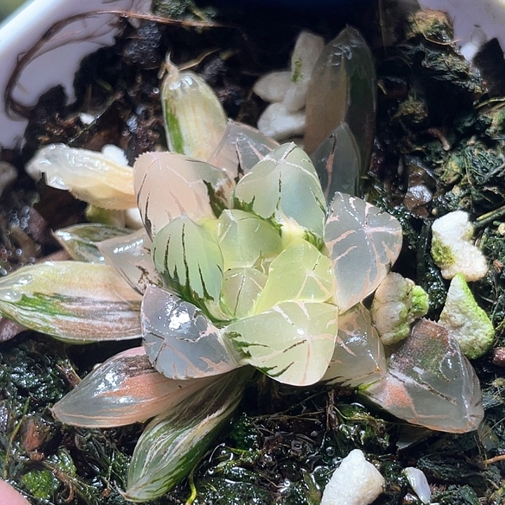 748北极之恋锦特选福利