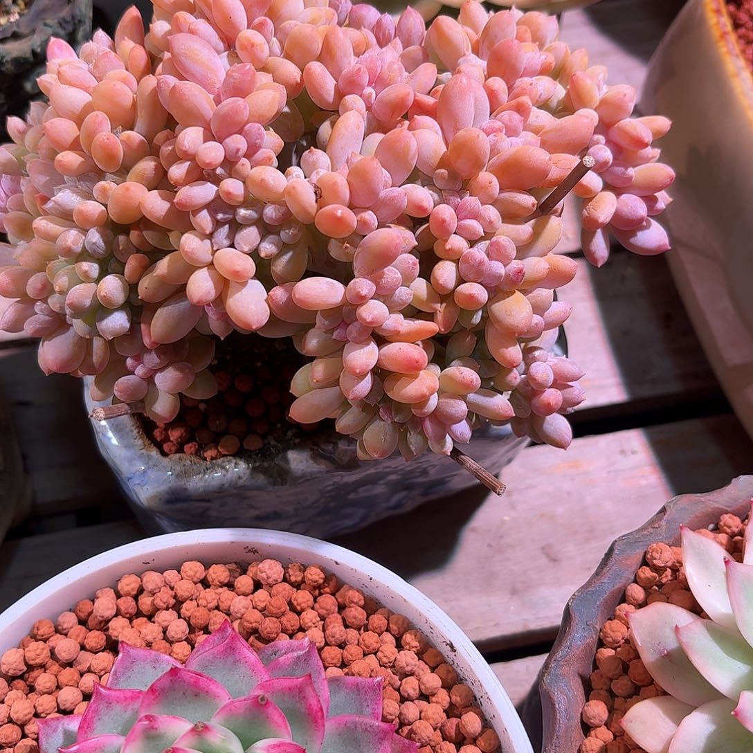 灰姑娘缀化多肉多肉