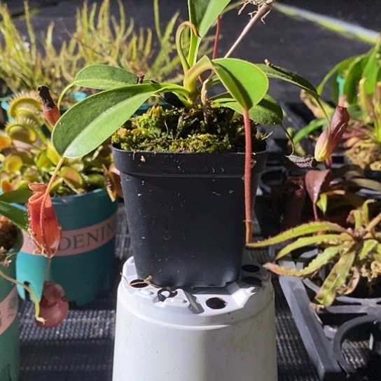 完全开放lv猪笼草