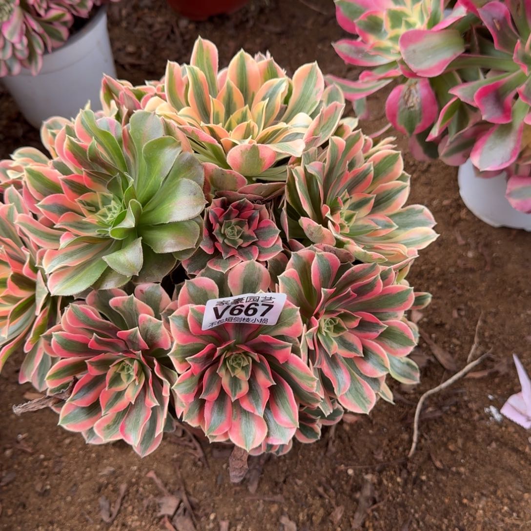 667粉女妖官服25左右2