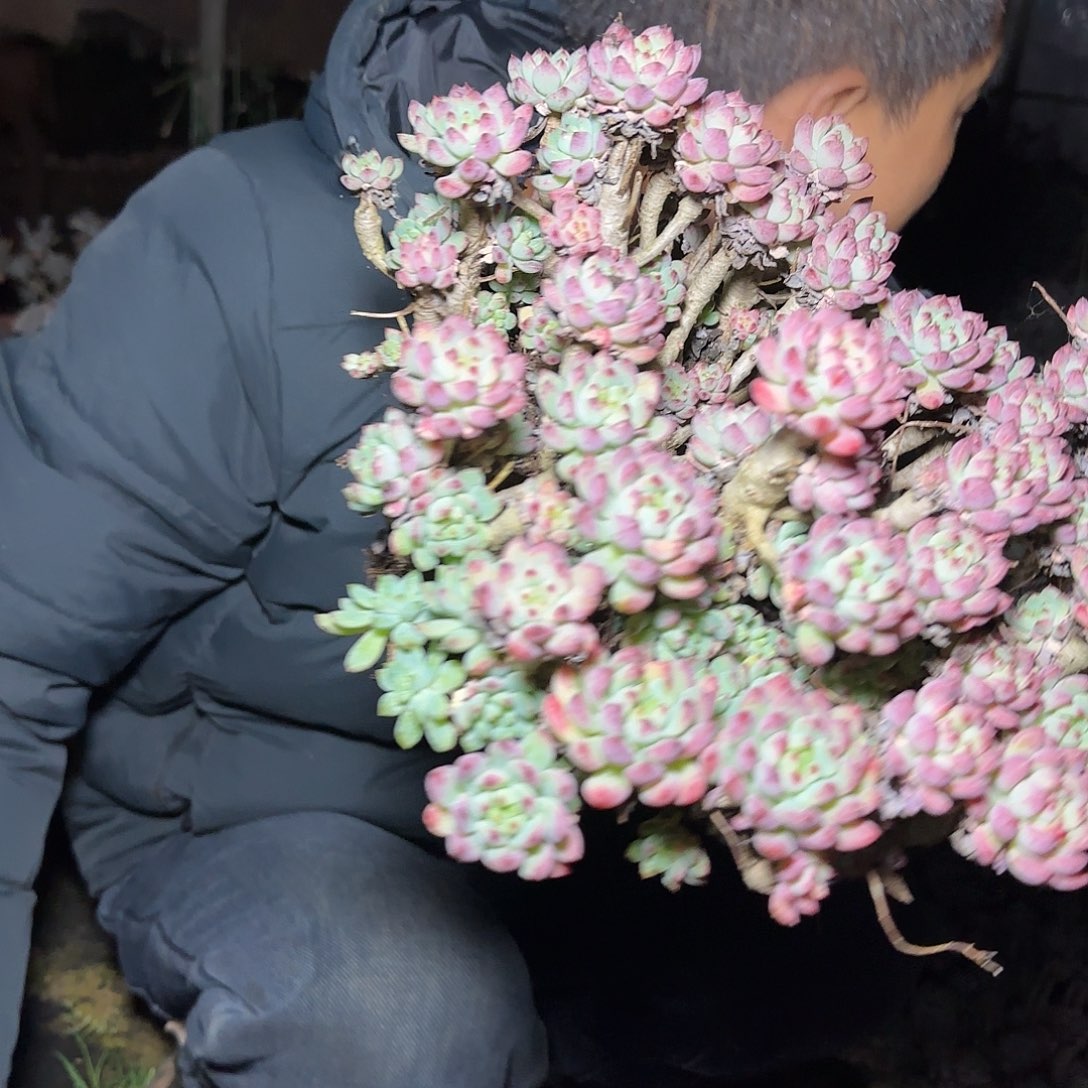 盆栽蓝苹果多肉1棵