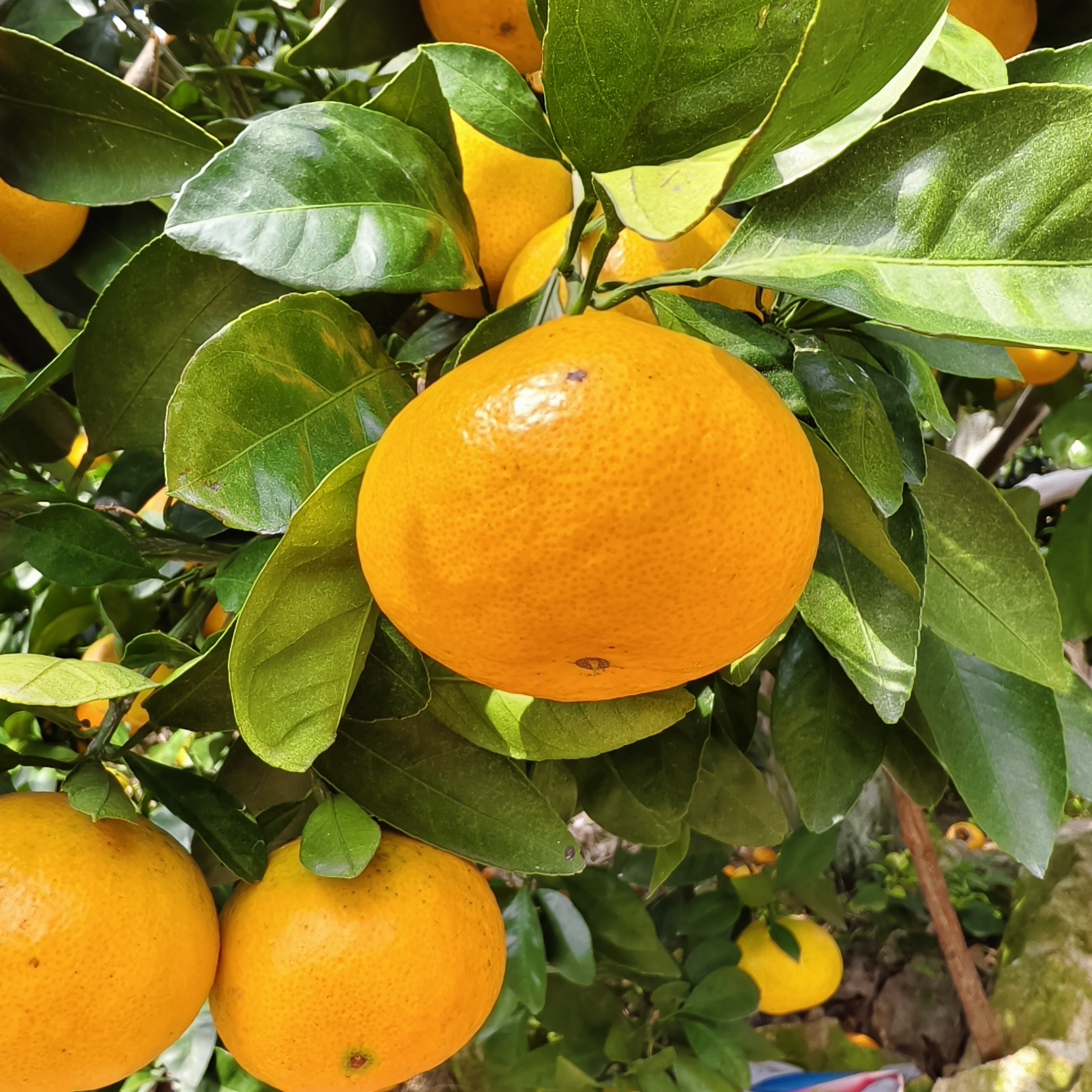 临海涌泉高山蜜桔现摘现发皮溥多汁酸甜可口应季果