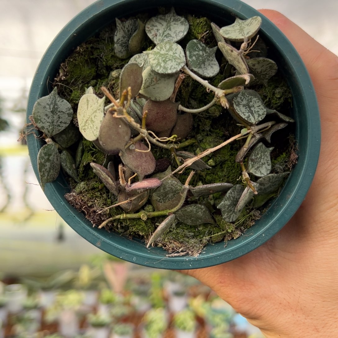 寂***洲无花朵高斑小章鱼