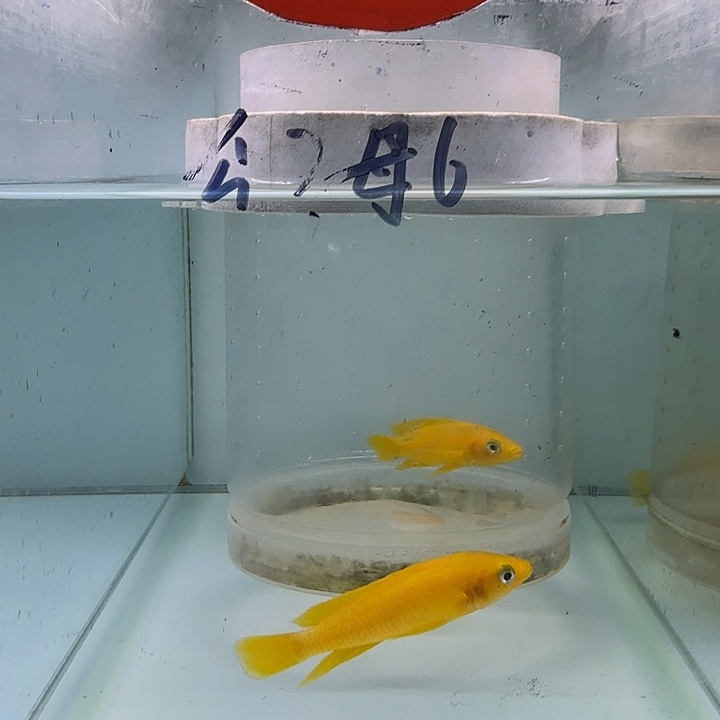 海水131号黄天堂鸟