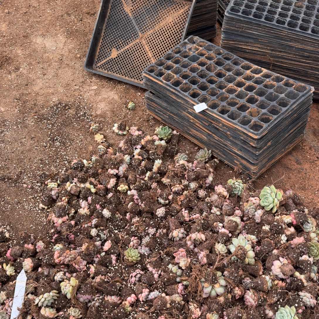 5-51珍妮四十颗中门右二量拍发货