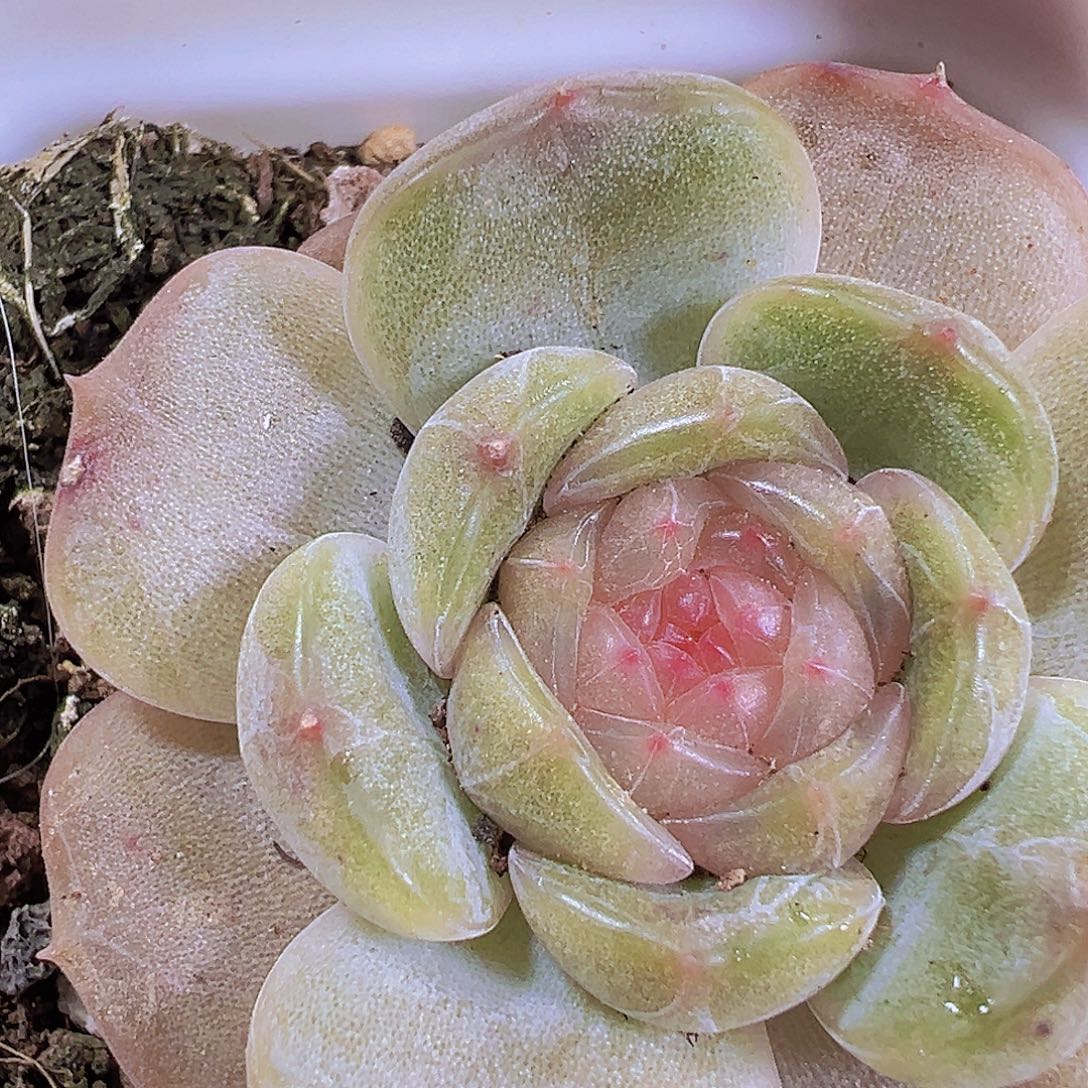 035白恋样品19包邮多肉植物