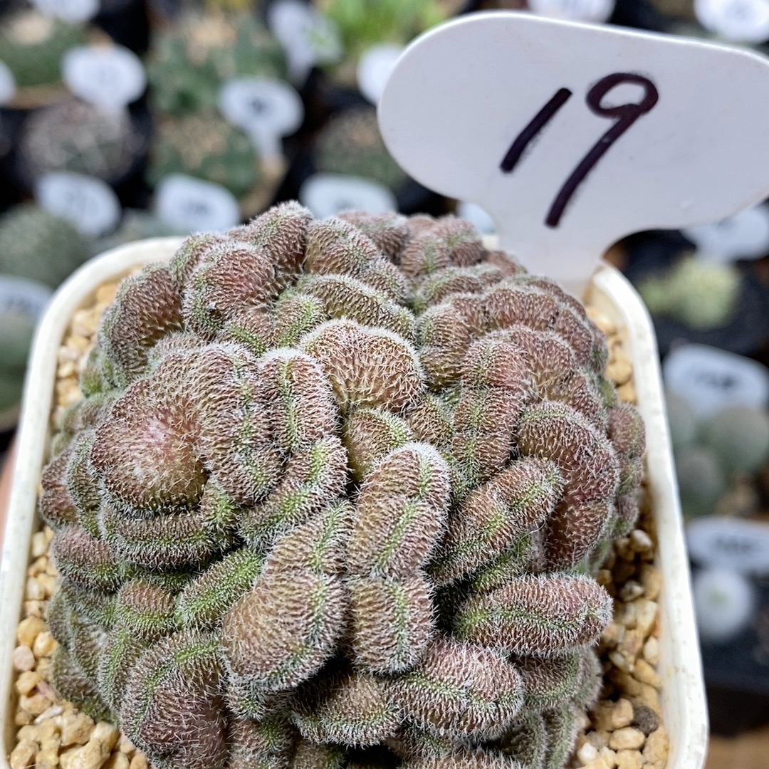 19号红檀缀化6cm