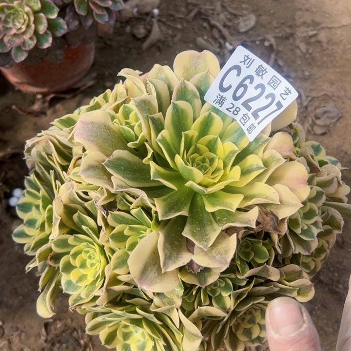 6227多肉植物法师法师