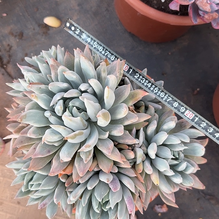 胖美人710 多肉植物一物一拍