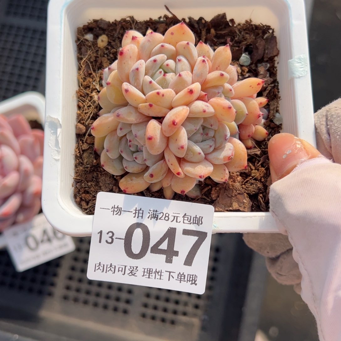 雪爪多肉多肉多肉多肉