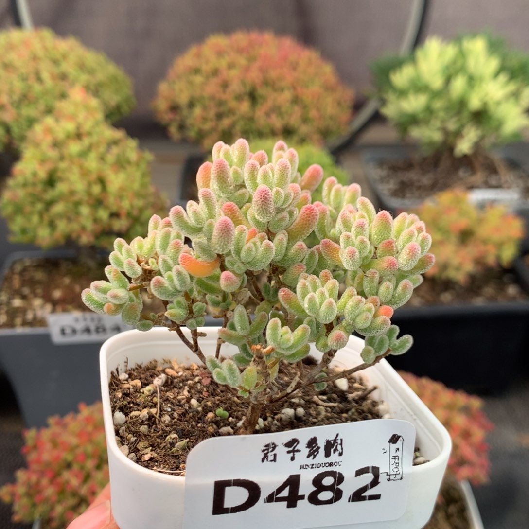 482实生冰晶福利           