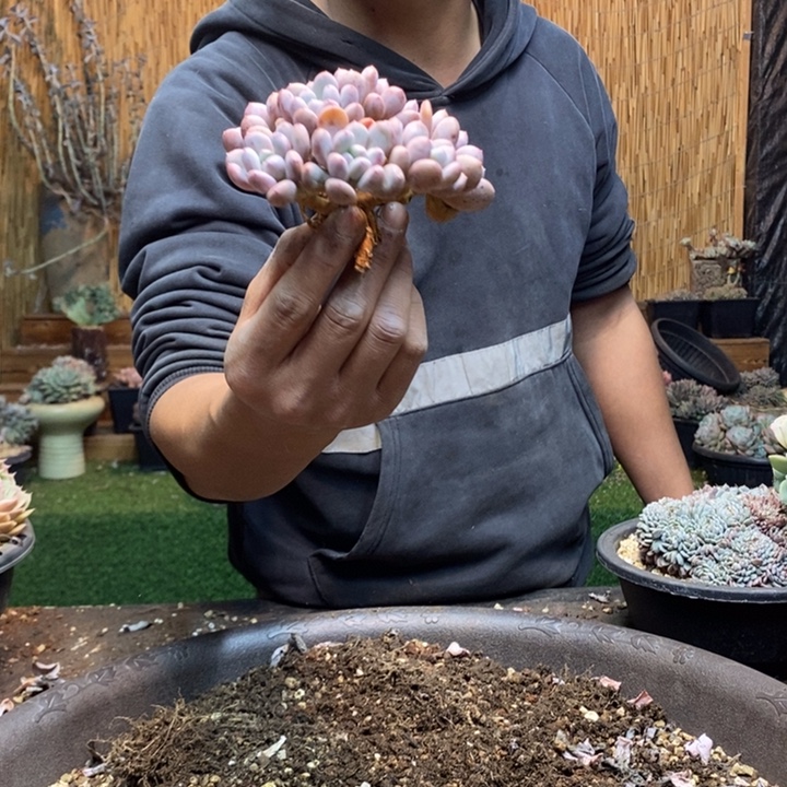 四***夕383号香香雪多肉植物