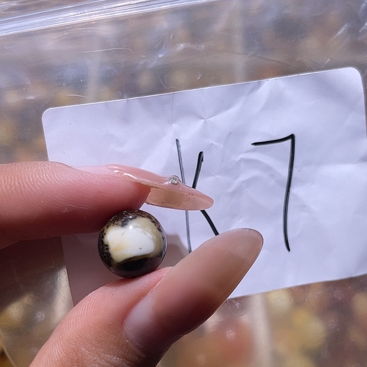 裸石琥珀未镶嵌11.1福利