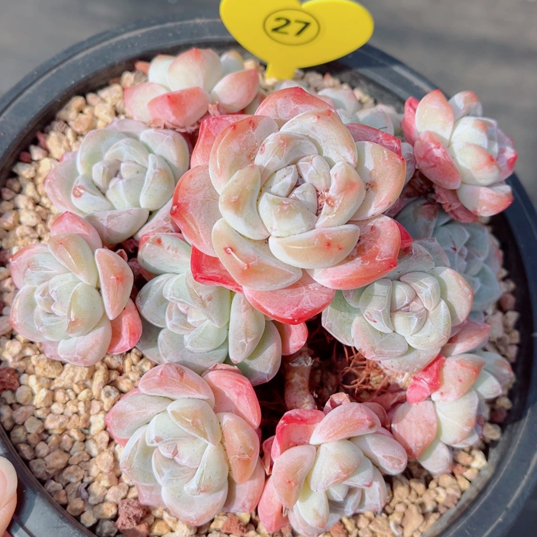 27号大老桩冰玉群14头整桩无砍