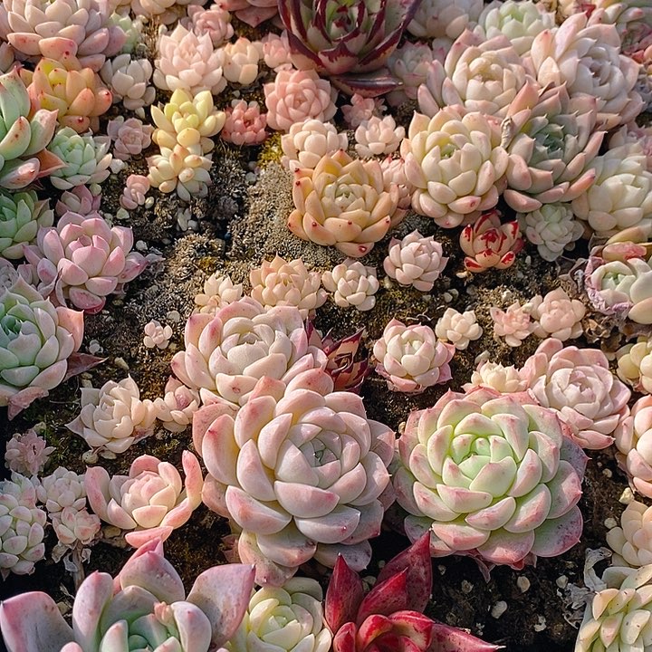 236 多肉植物盆栽花卉