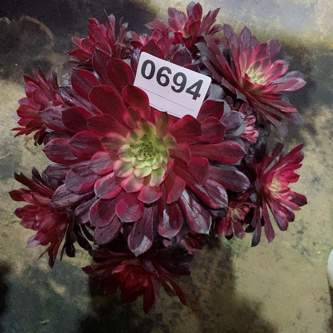 红陶0694黑天鹅3多肉