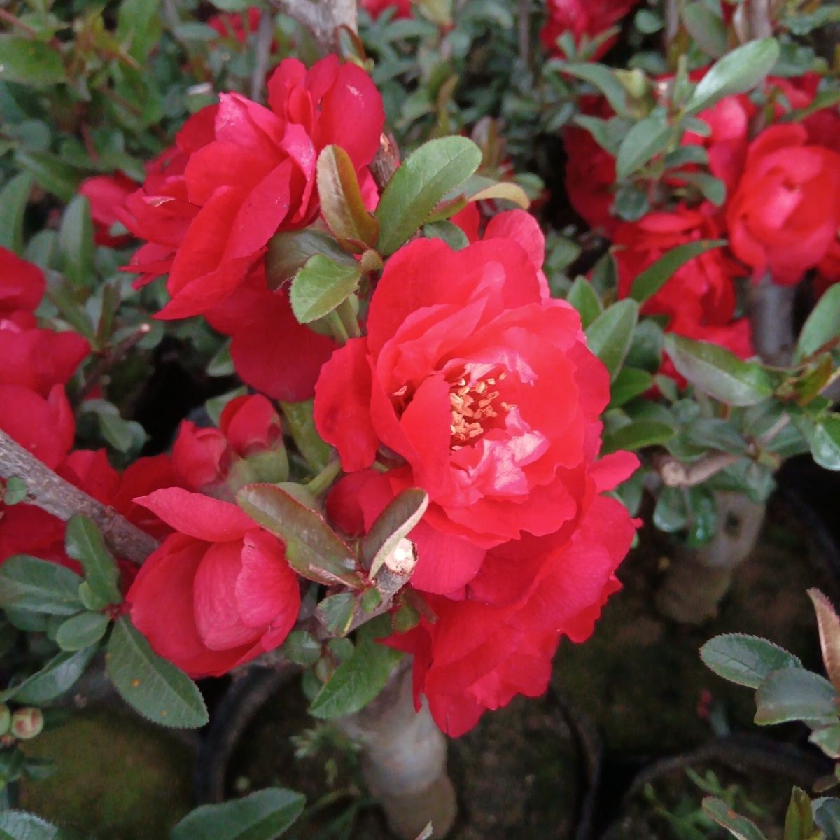 原生海棠花大黑天