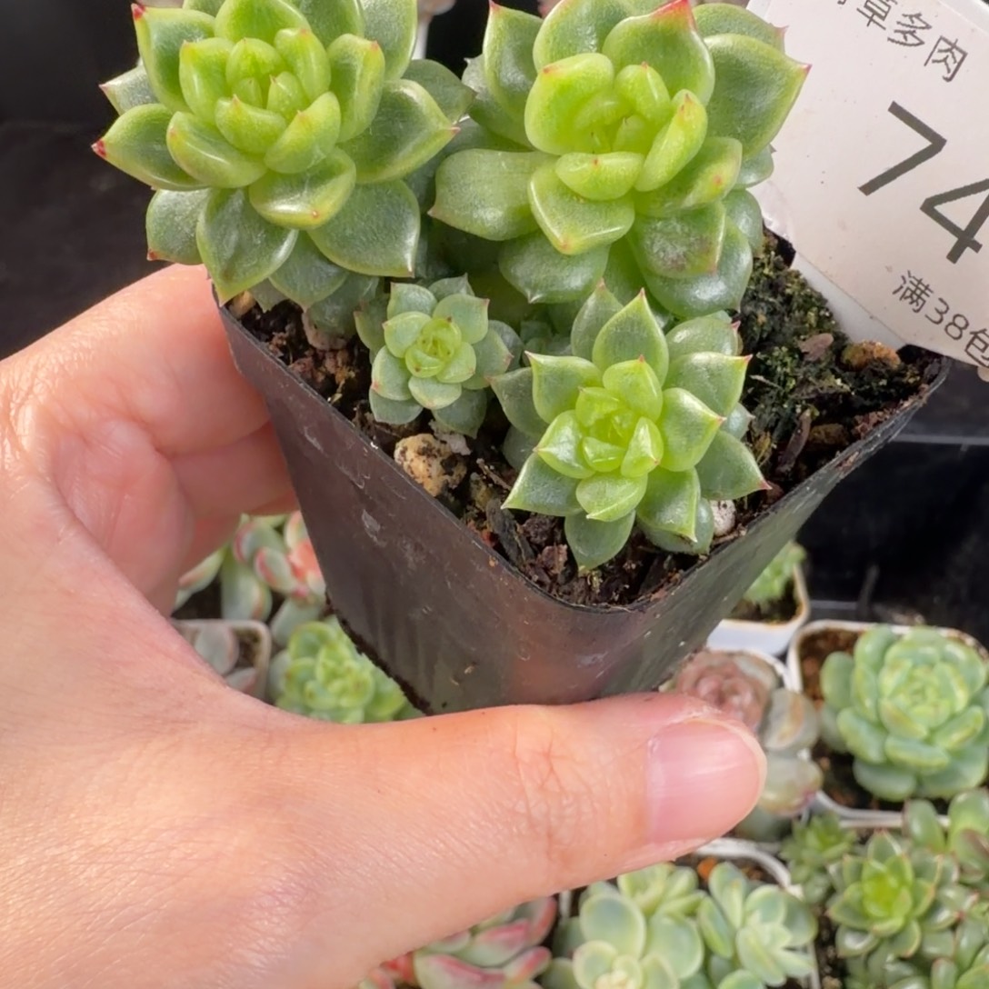 灯泡珍妮四头群74号