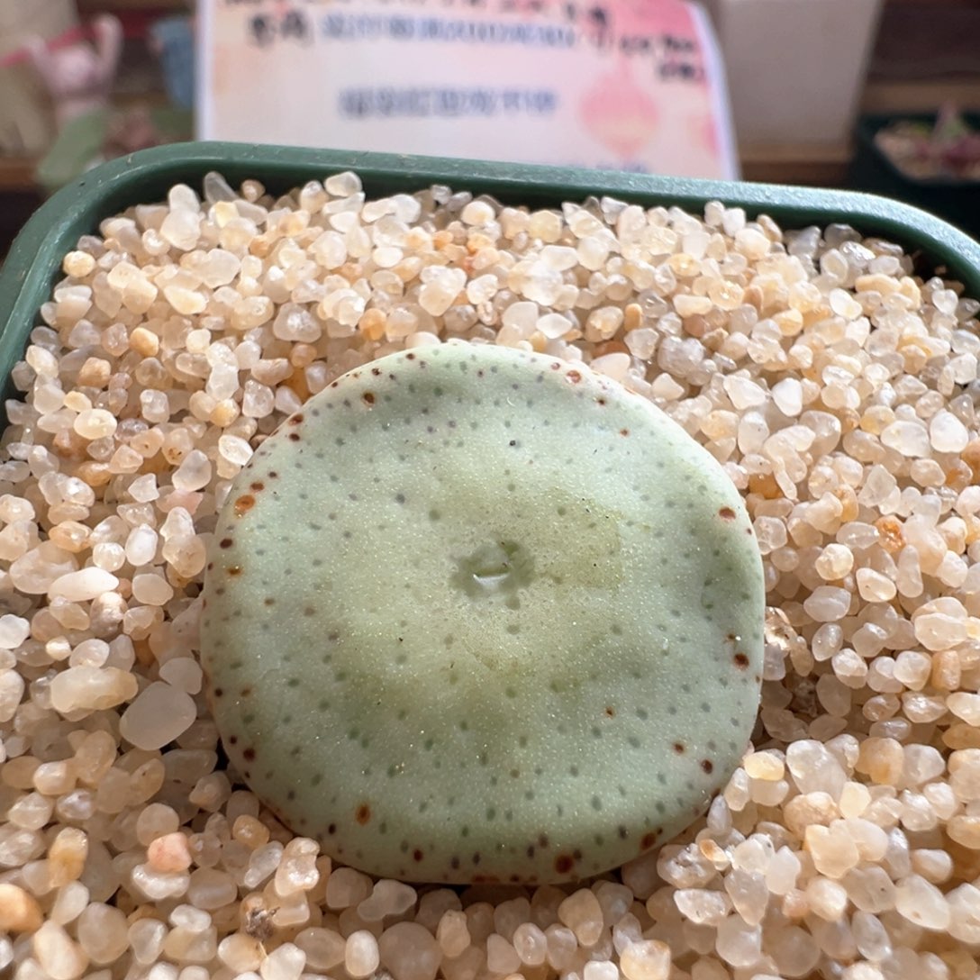 600。优选1427园艺小酒杯。大尺寸 爆头潜力股