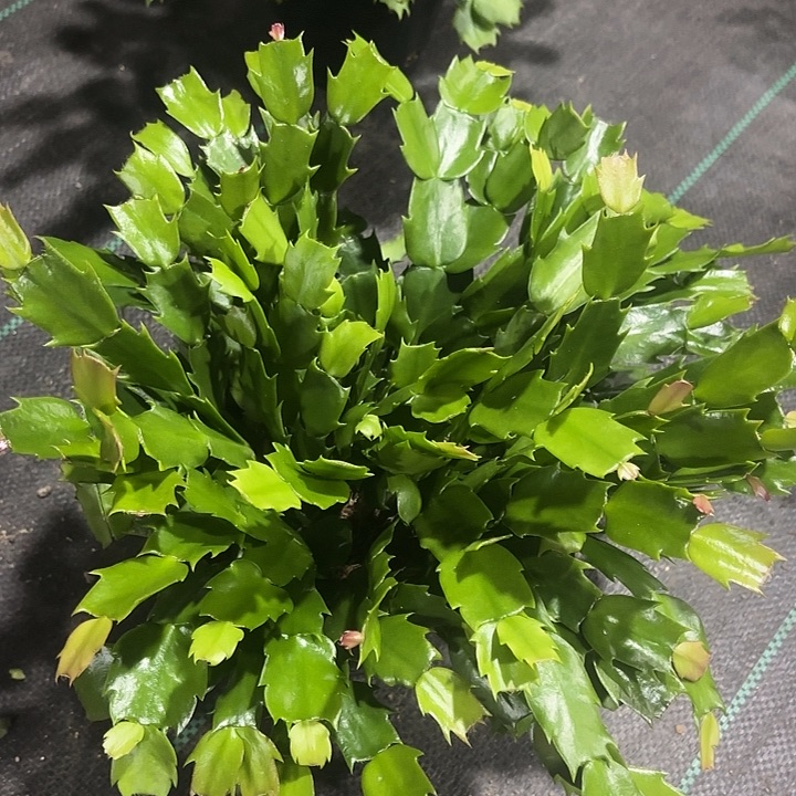 黑***鹅当前无花栽培后可以开花