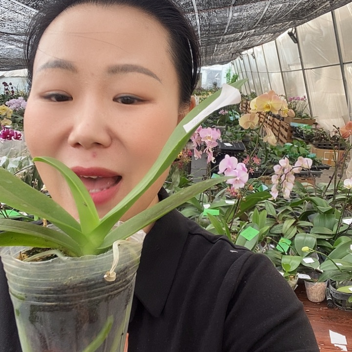 无花朵蓝星蝴蝶兰