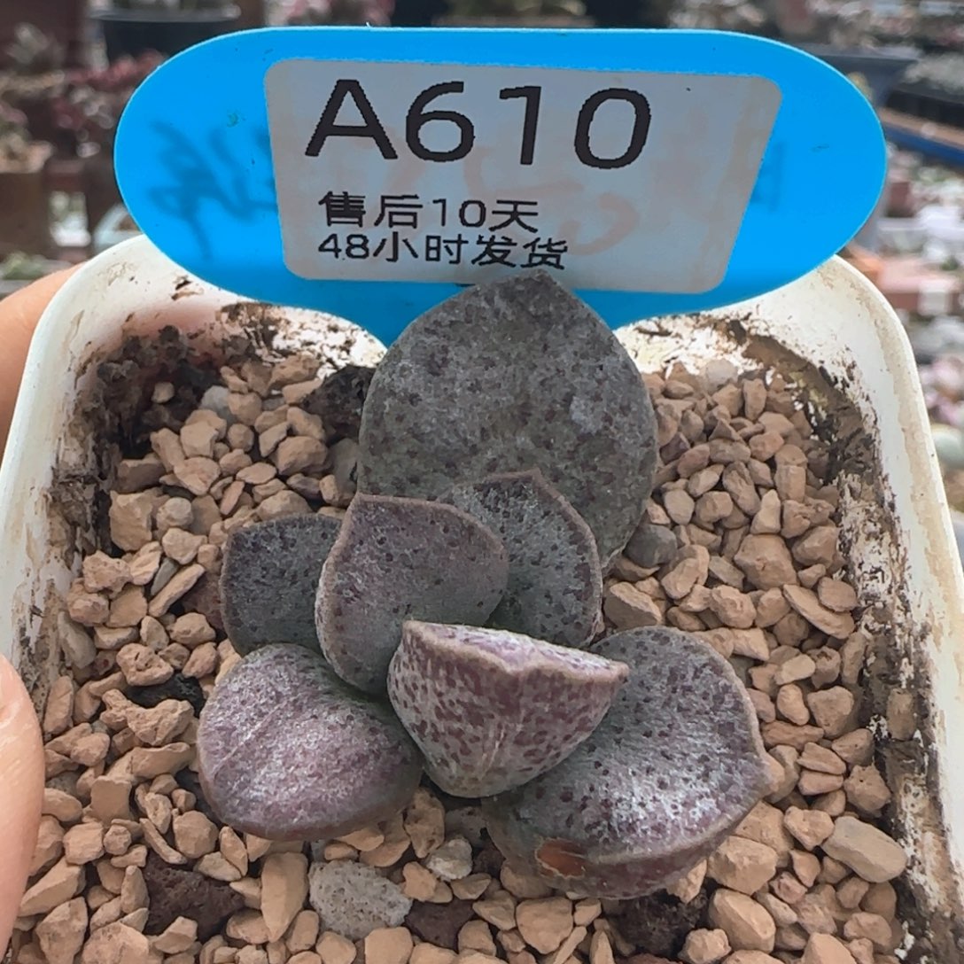 银波粉蛋。     610。    