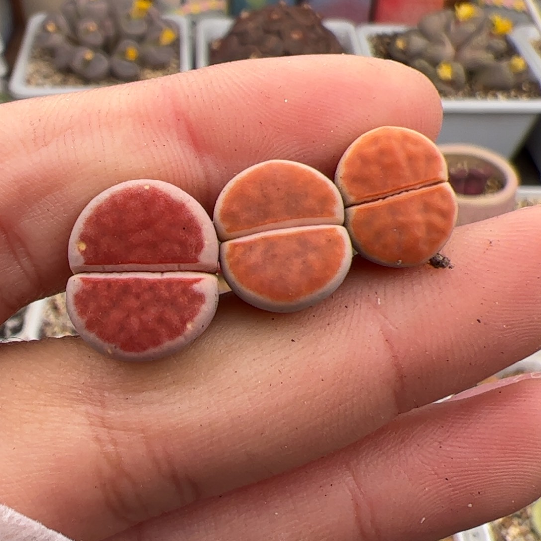 0159号朱唇3颗 多肉植物