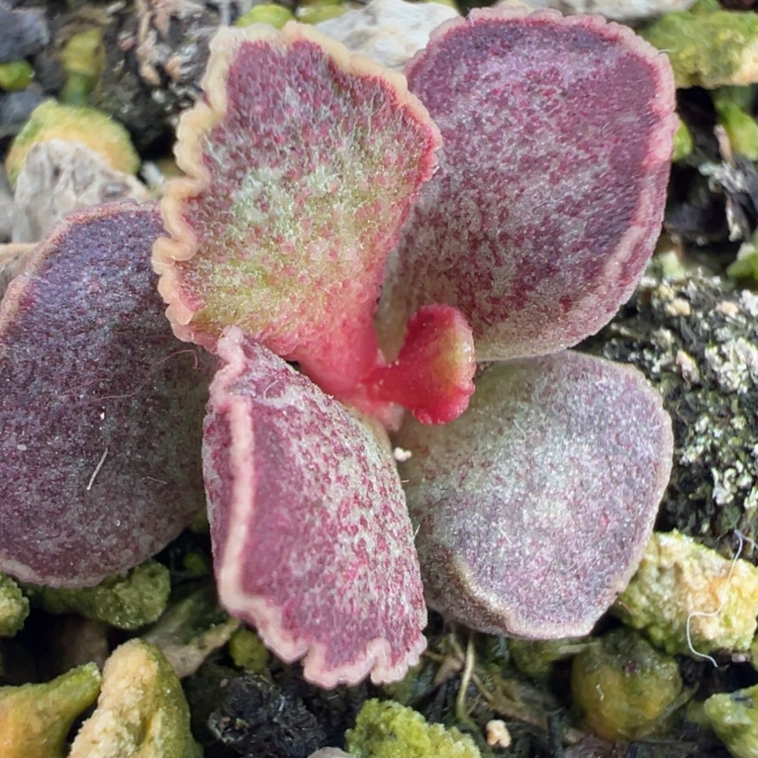 花斑金边绒毛感实生新品多肉植物水泡