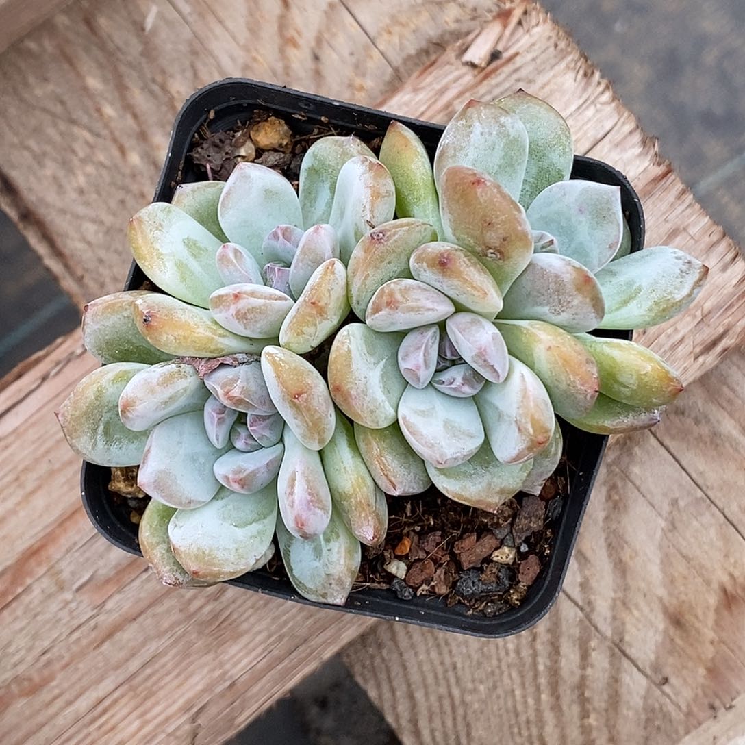 梦露30包邮非偏远