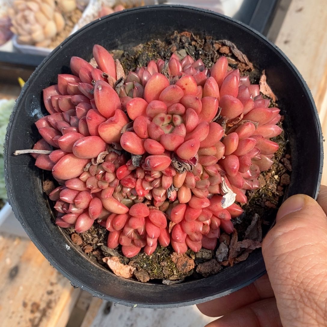 精品多肉一物一拍不包整17