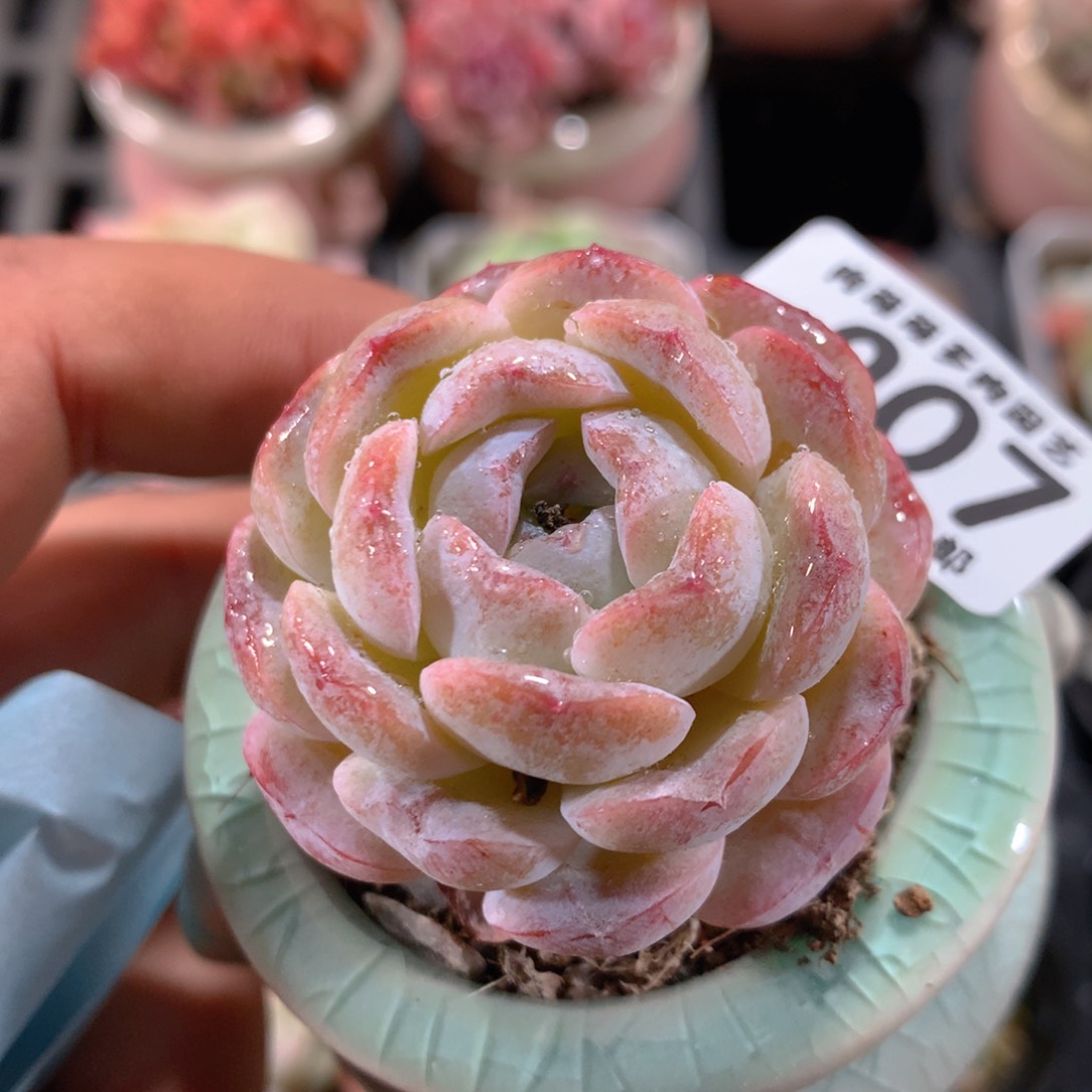 5CM拇指盆精控多肉ZM907